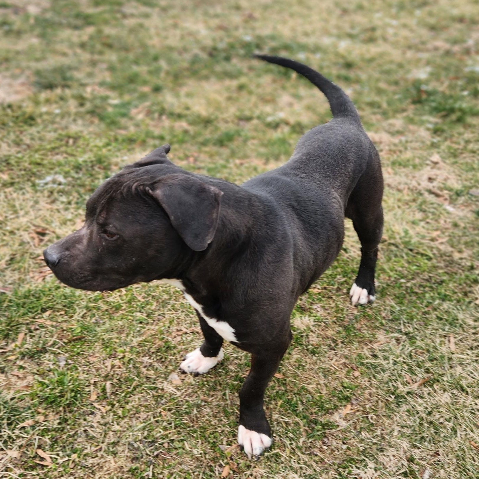 Dudley, a Adoptable Pit Bull Terrier in Stanley, VA image 3/3