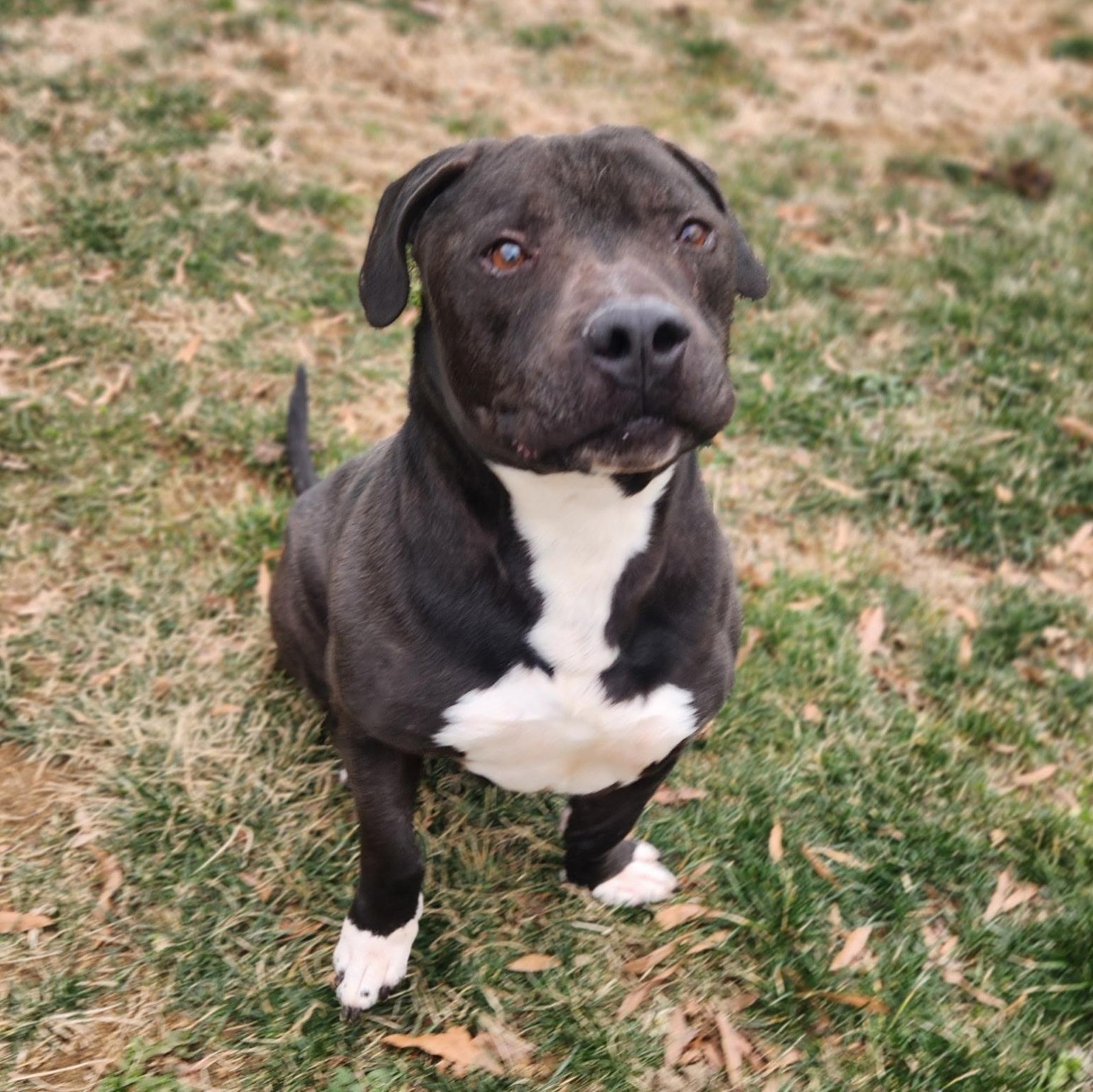 Dudley, Adoptable, Senior Male Pit Bull Terrier.