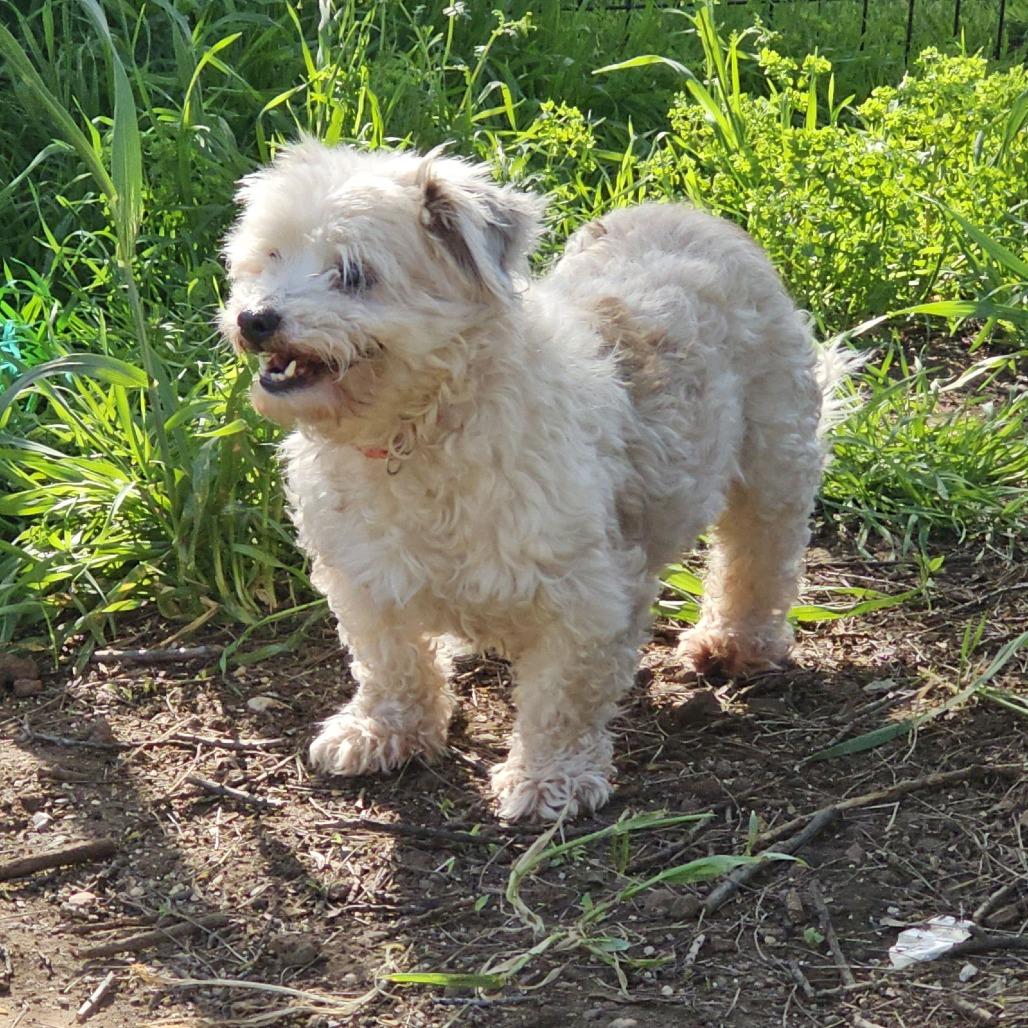 Enlarge SANDERS, a Adoptable Miniature Poodle in Chico, CA image 1/6