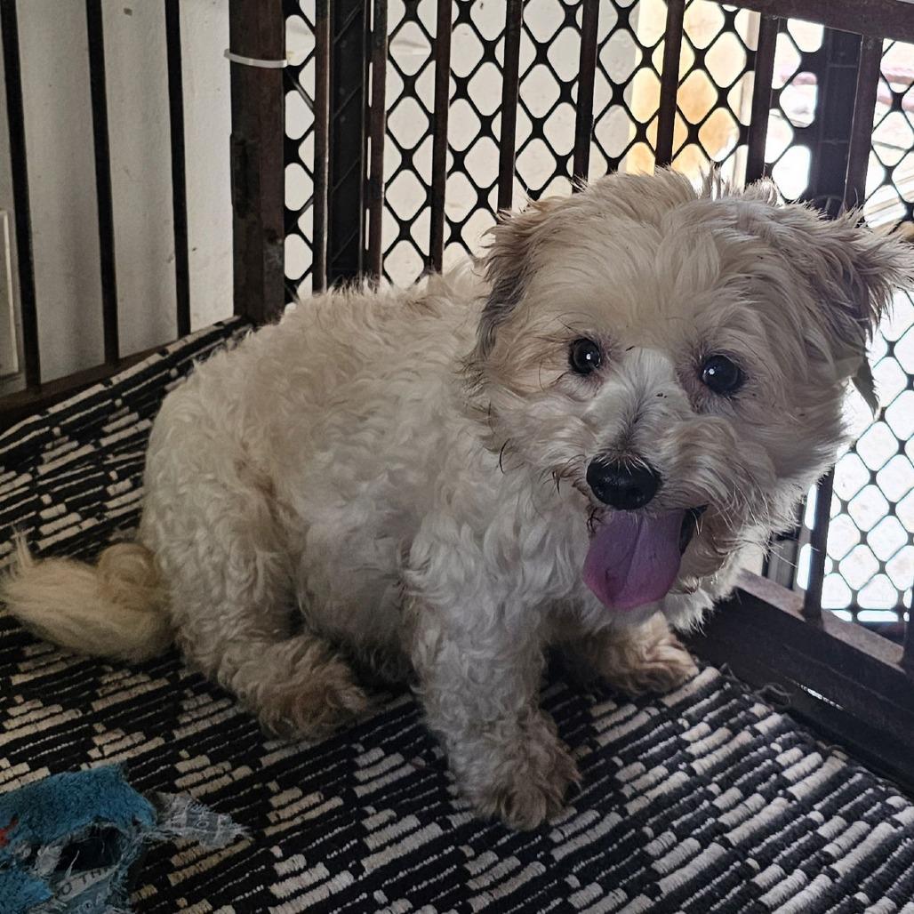 Enlarge SANDERS, a Adoptable Miniature Poodle in Chico, CA image 2/6