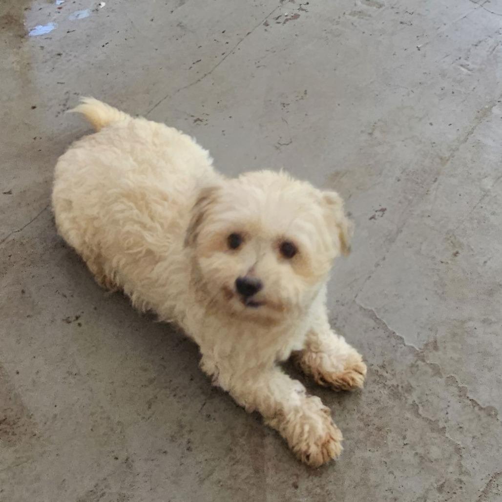 Enlarge SANDERS, a Adoptable Miniature Poodle in Chico, CA image 3/6