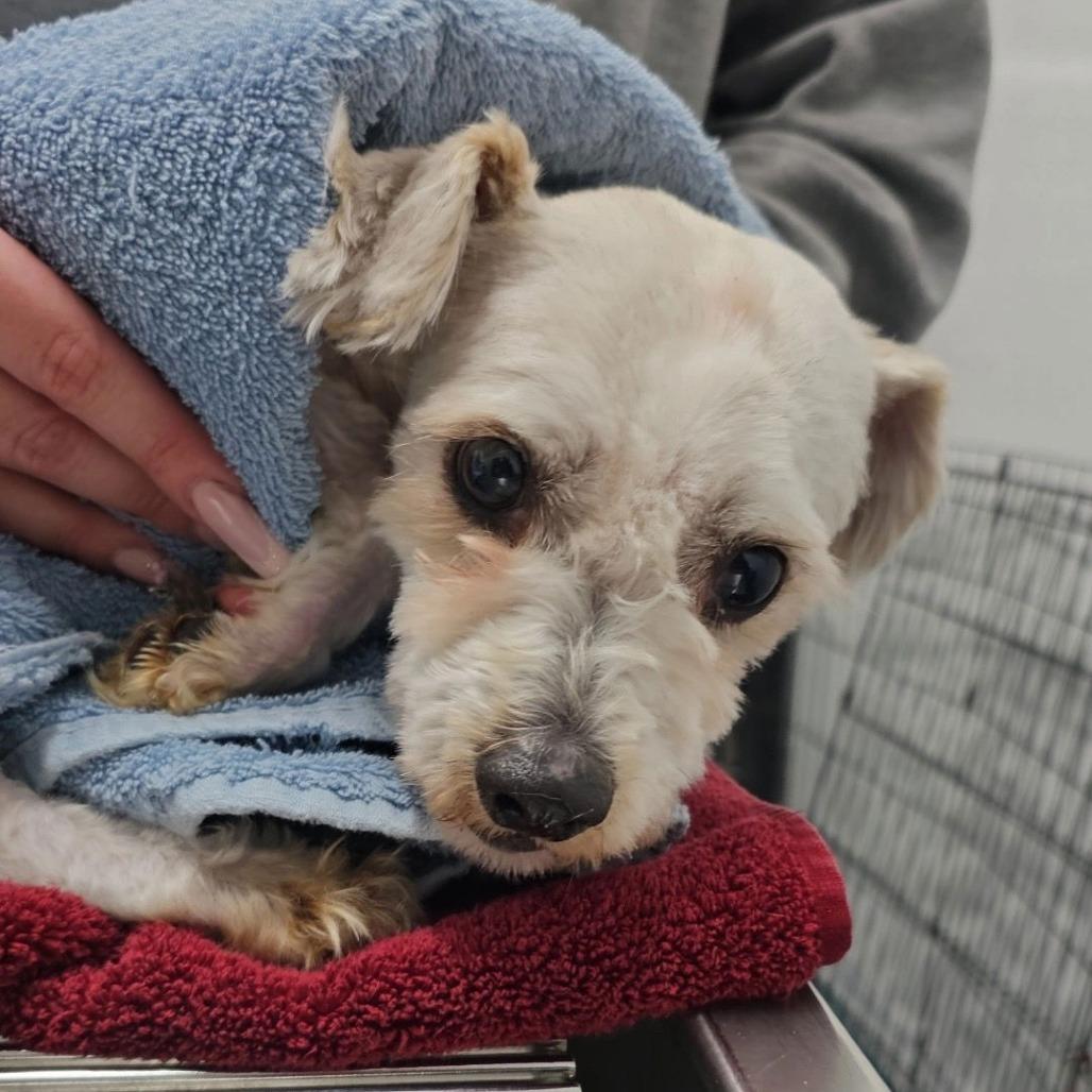 Enlarge SANDERS, a Adoptable Miniature Poodle in Chico, CA image 4/6