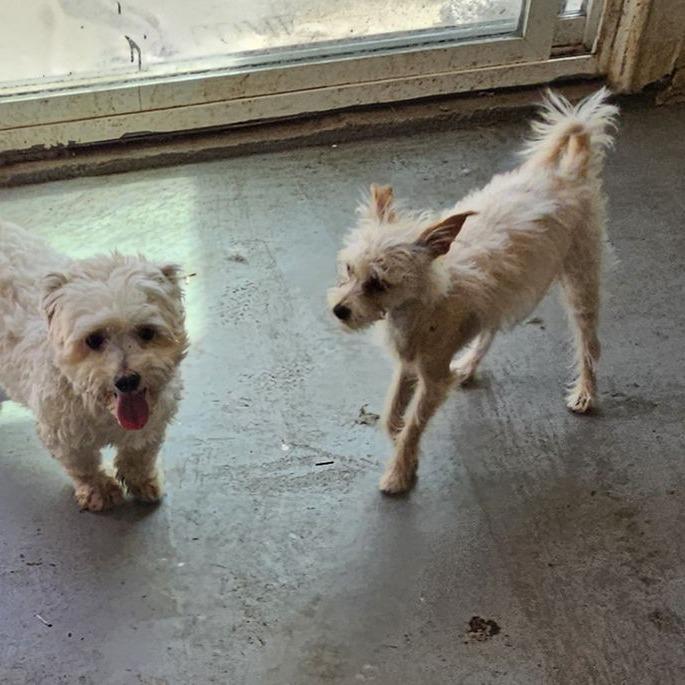 Enlarge SANDERS, a Adoptable Miniature Poodle in Chico, CA image 5/6