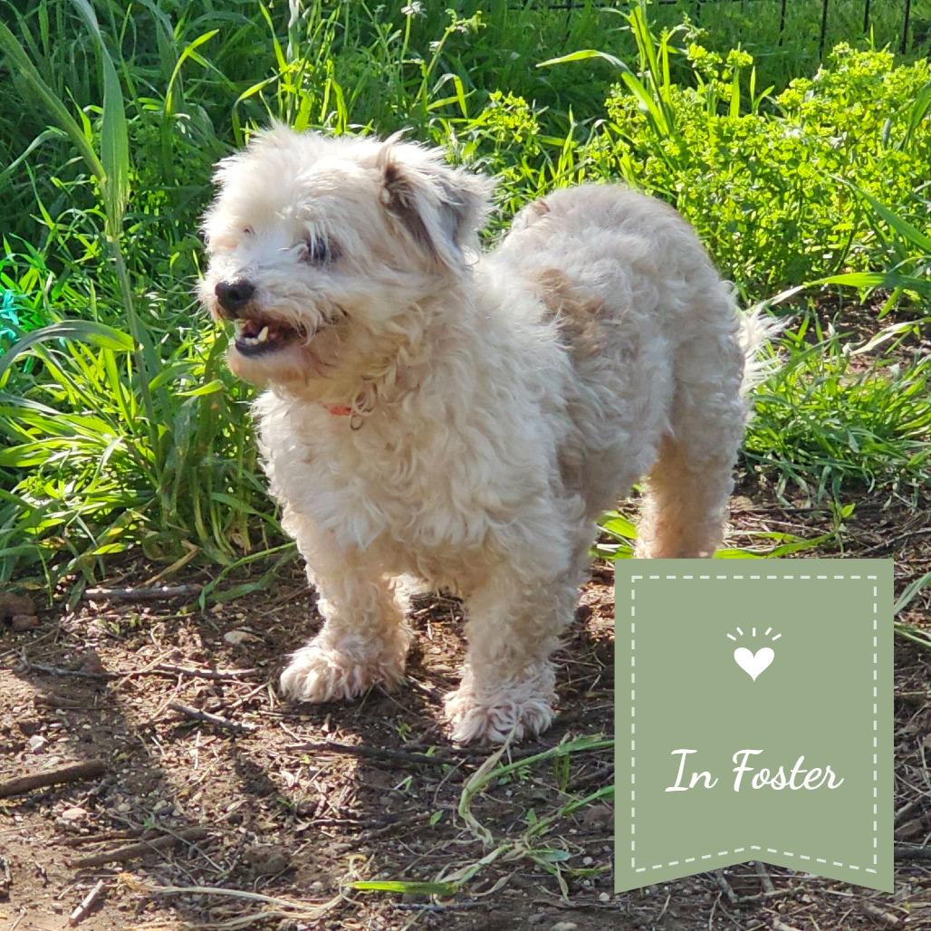 Enlarge SANDERS, a Adoptable Miniature Poodle in Chico, CA image 6/6