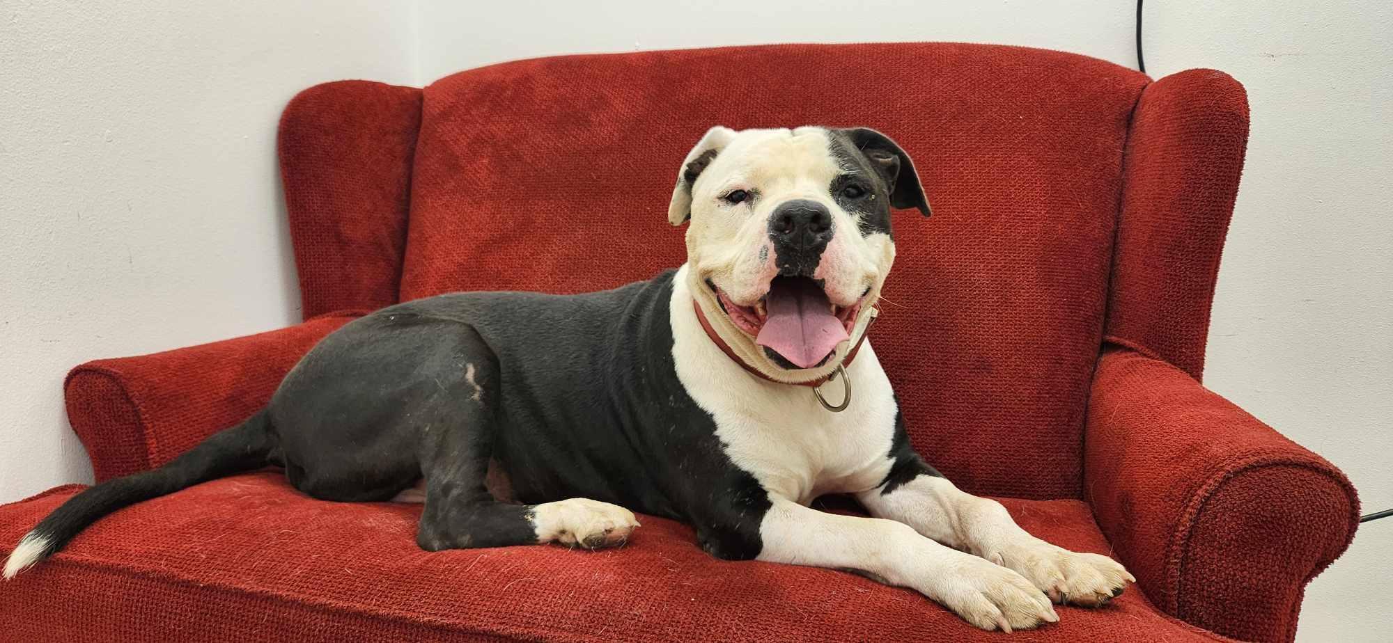 Blueberry, Senior Male Pit Bull Terrier