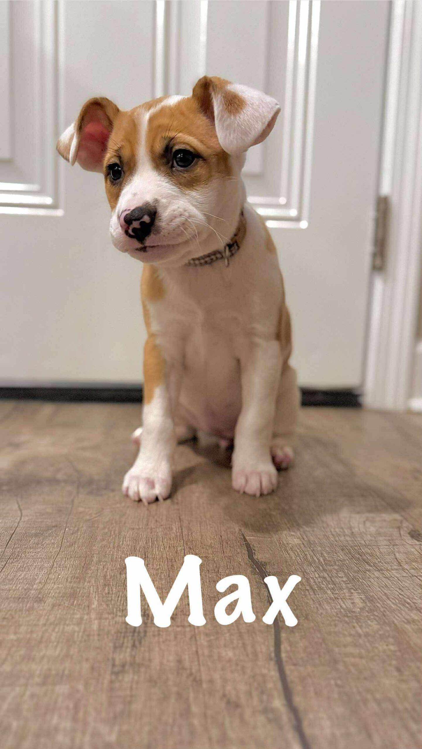 Maxine, Adoptable, Puppy Female Hound & Labrador Retriever.