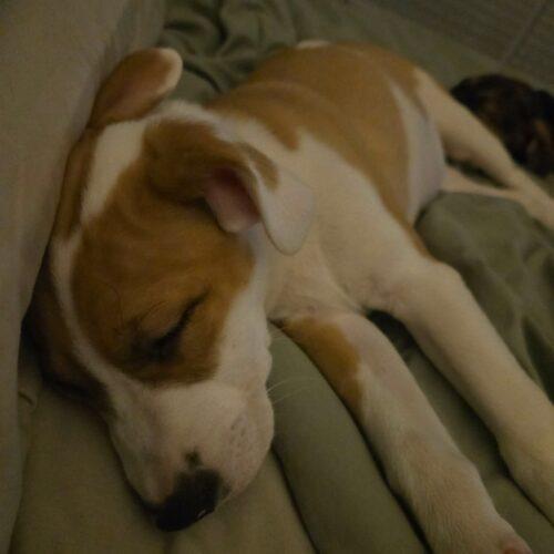 Enlarge Maxine, a Adoptable mixed breed in Sanford, NC image 2/4