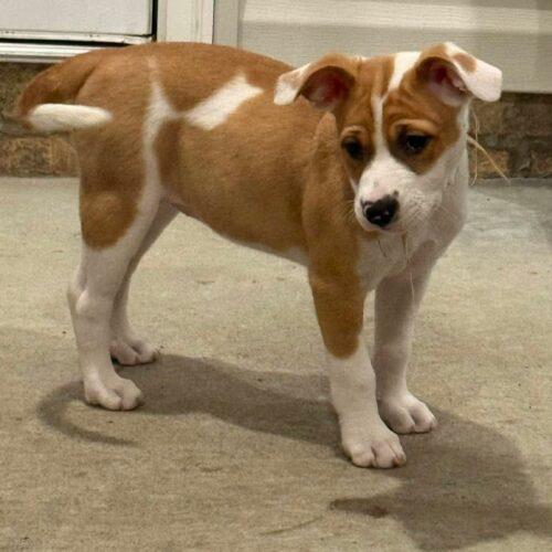 Enlarge Maxine, a Adoptable mixed breed in Sanford, NC image 3/4