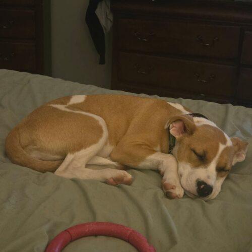 Enlarge Maxine, a Adoptable mixed breed in Sanford, NC image 4/4