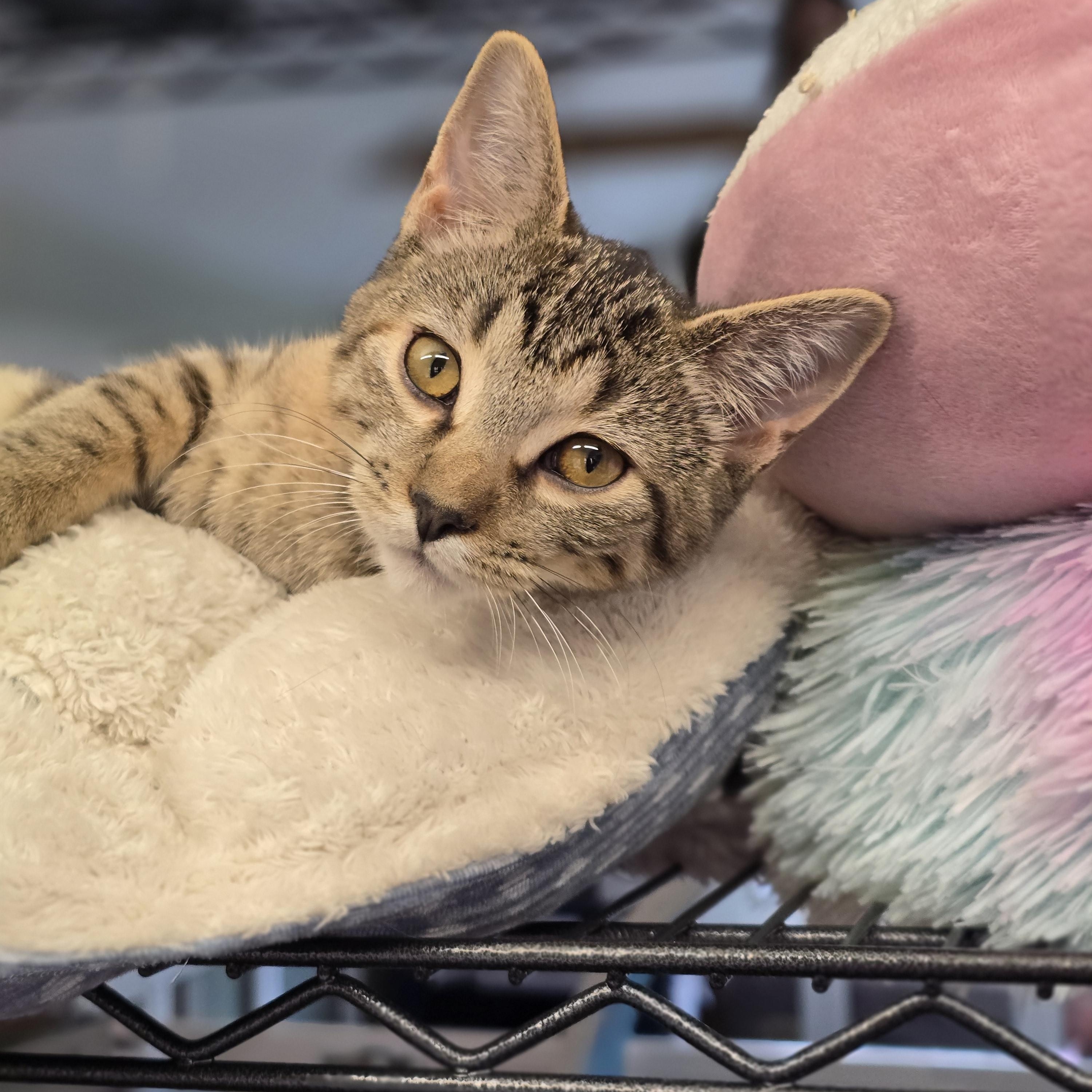 Enlarge Twilight, a Adoptable Tabby in Lacey, WA image 6/6