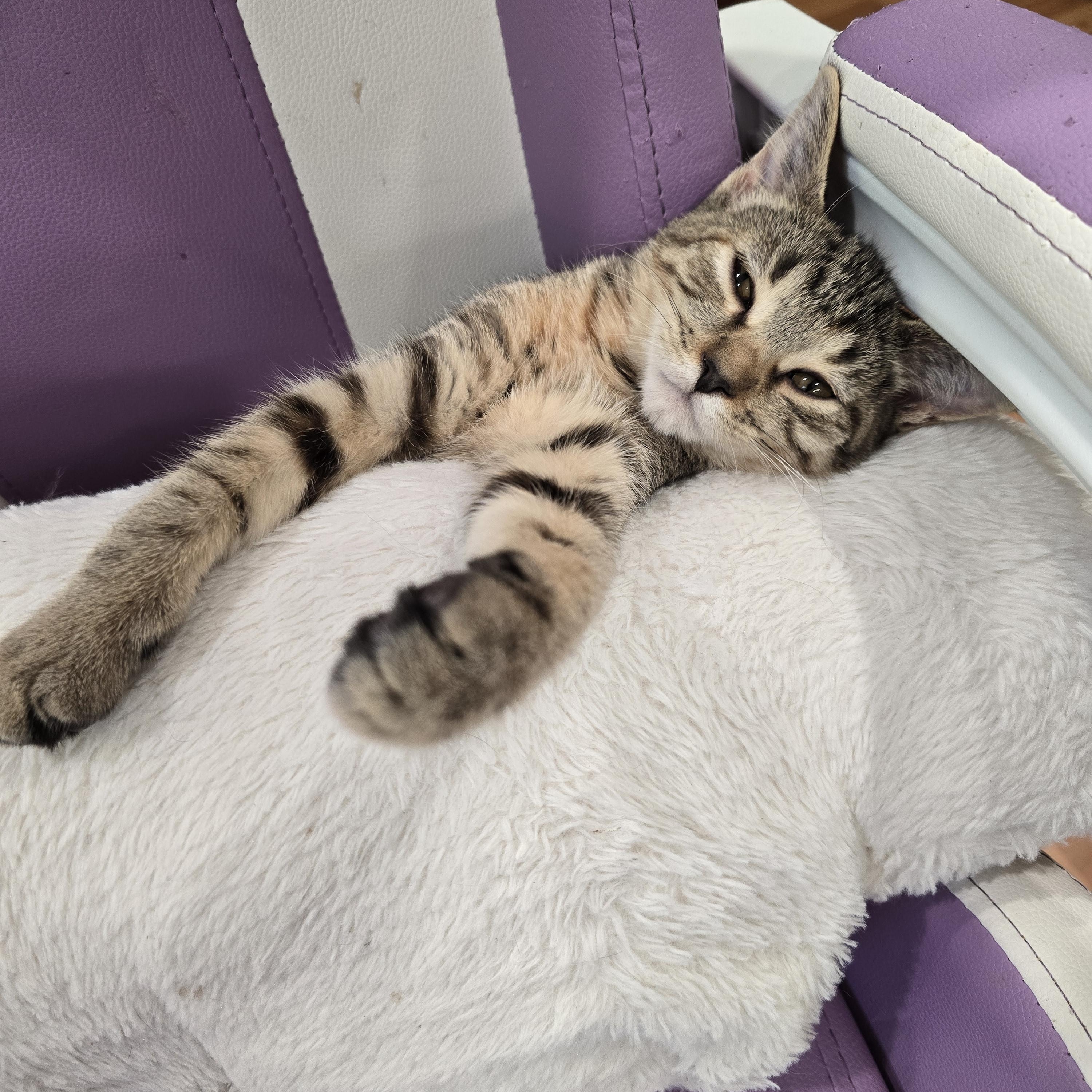 Enlarge Twilight, a Adoptable Tabby in Lacey, WA image 2/6