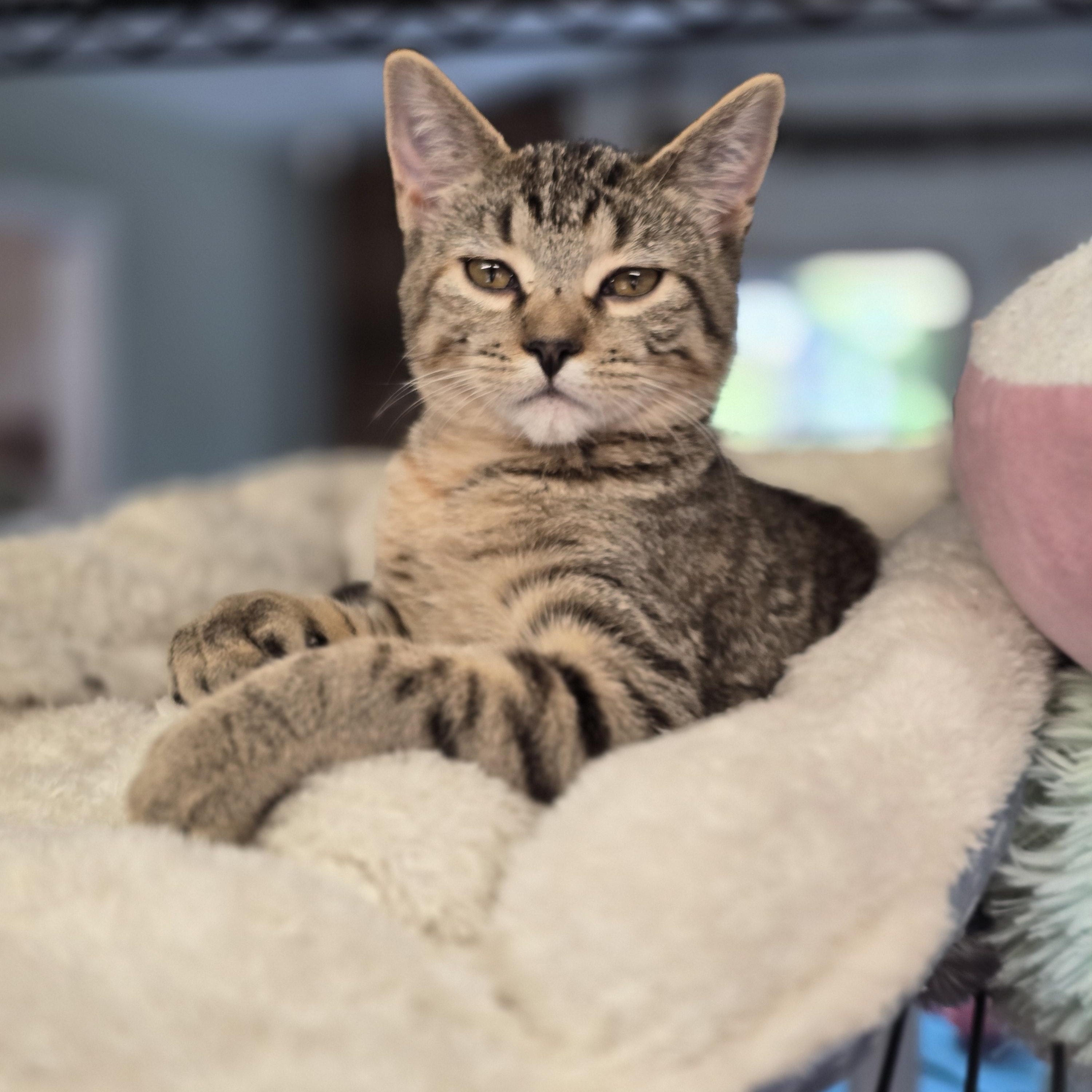 Enlarge Twilight, a Adoptable Tabby in Lacey, WA image 5/6