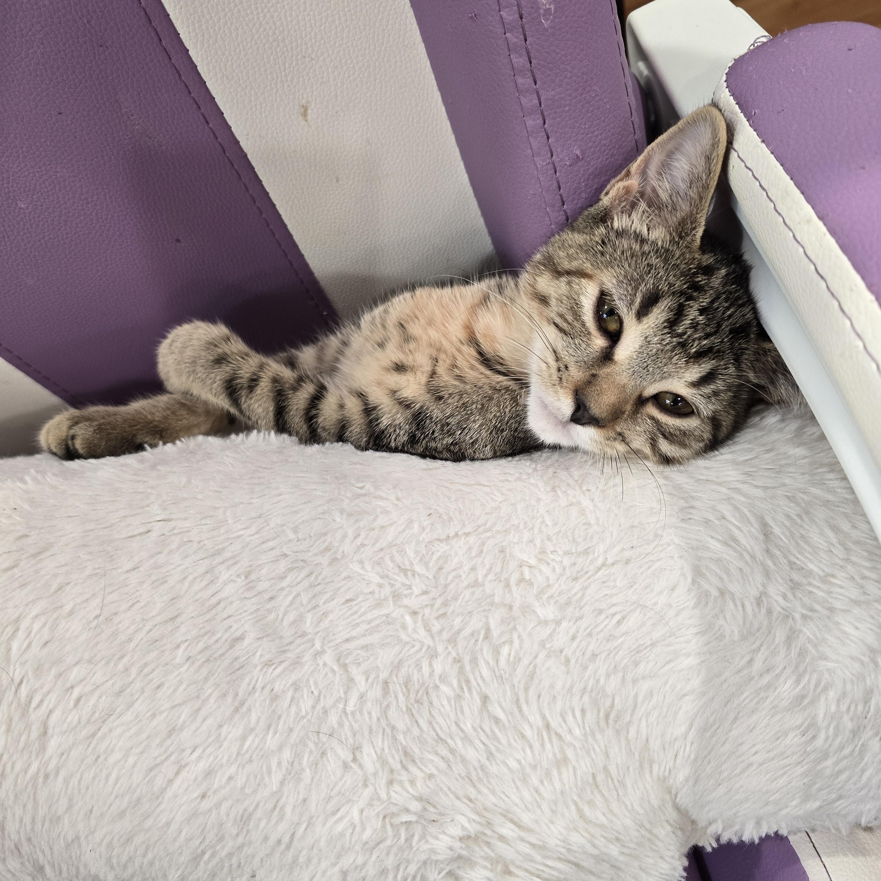 Enlarge Twilight, a Adoptable Tabby in Lacey, WA image 3/6