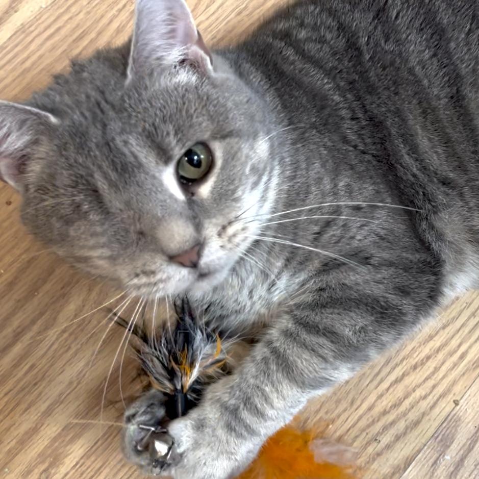 MERTLE, Adoptable, Adult Female Domestic Short Hair.