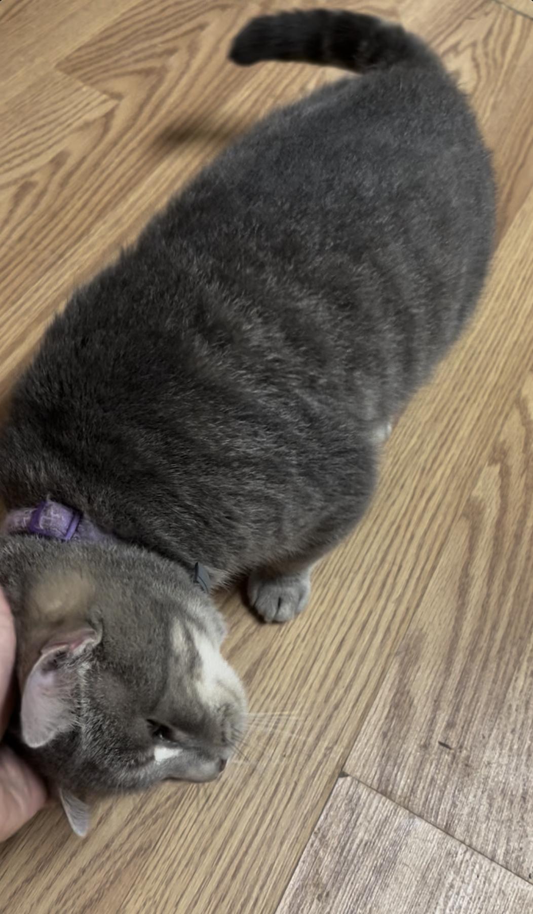 MERTLE, a Adoptable Domestic Short Hair in Millerstown, PA image 4/5