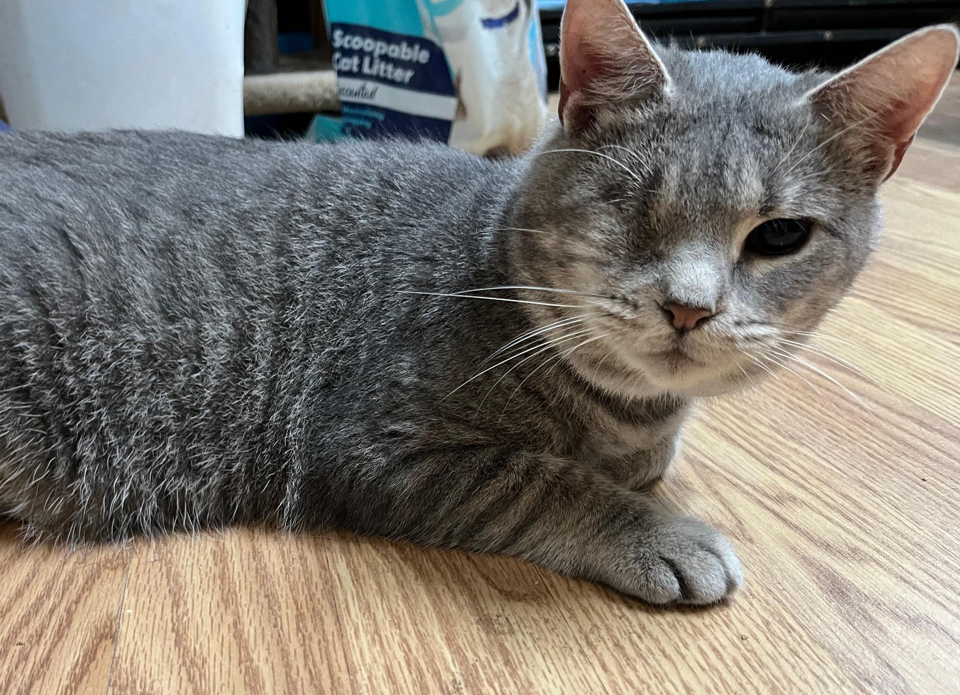 MERTLE, Adoptable, Adult Female Domestic Short Hair.