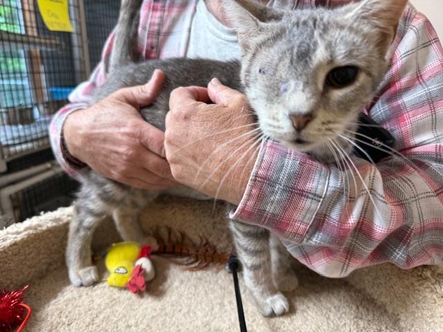 MERTLE, a Adoptable Domestic Short Hair in Millerstown, PA image 2/5