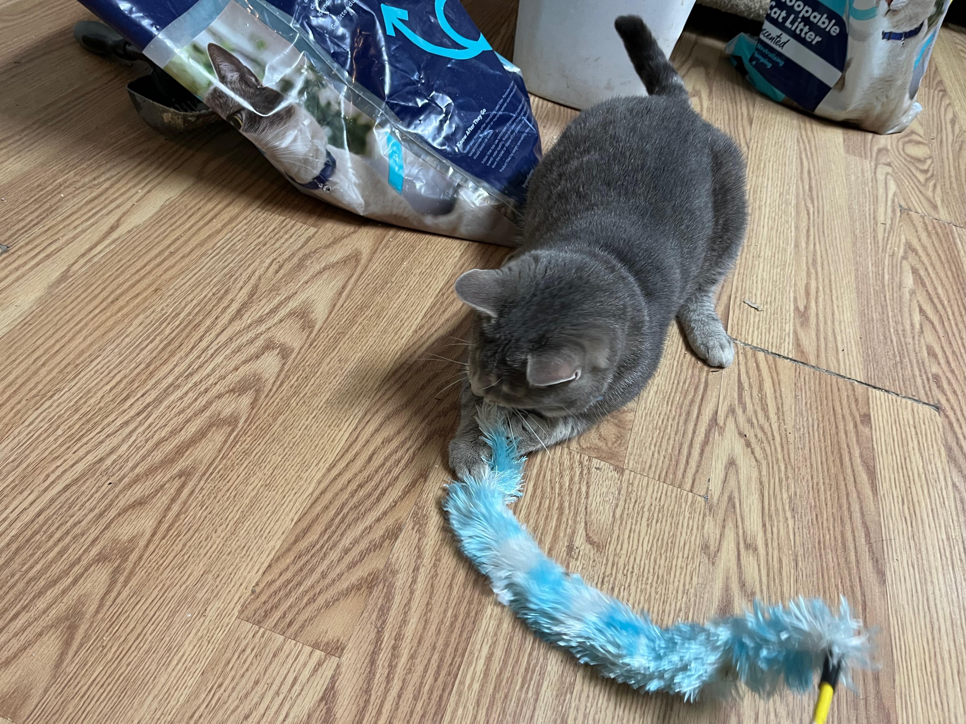 MERTLE, a Adoptable Domestic Short Hair in Millerstown, PA image 5/5