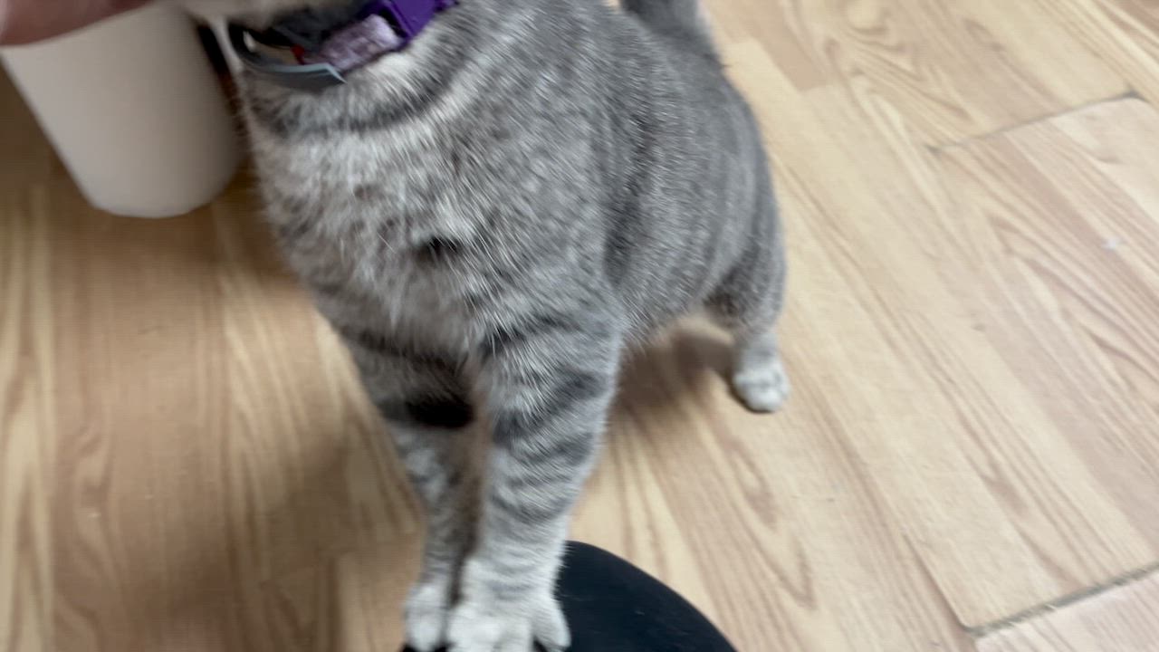 Enlarge MERTLE, a Adoptable Domestic Short Hair in Millerstown, PA video 3/5