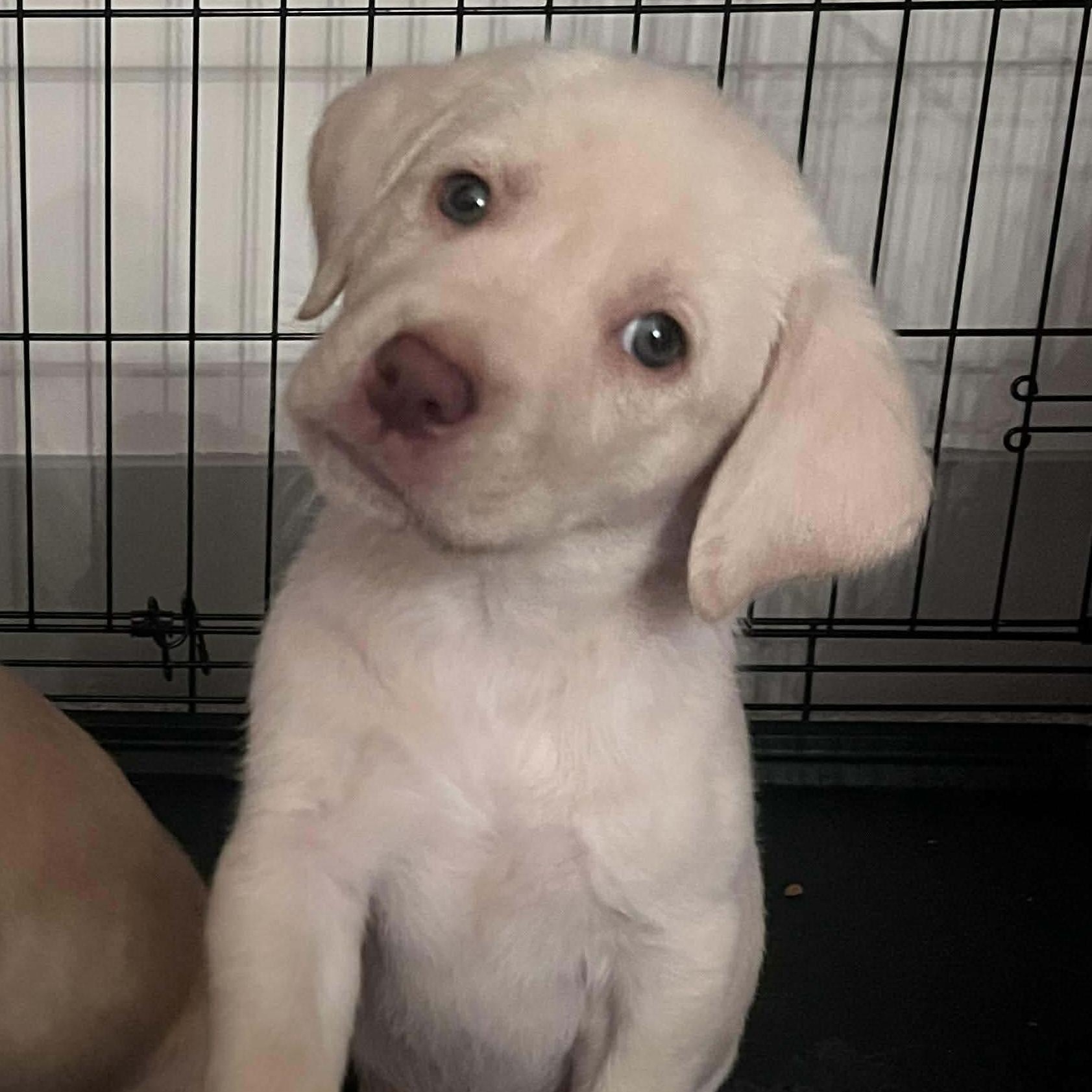 Junie, ADOPTABLE, Puppy Female Labrador Retriever.
