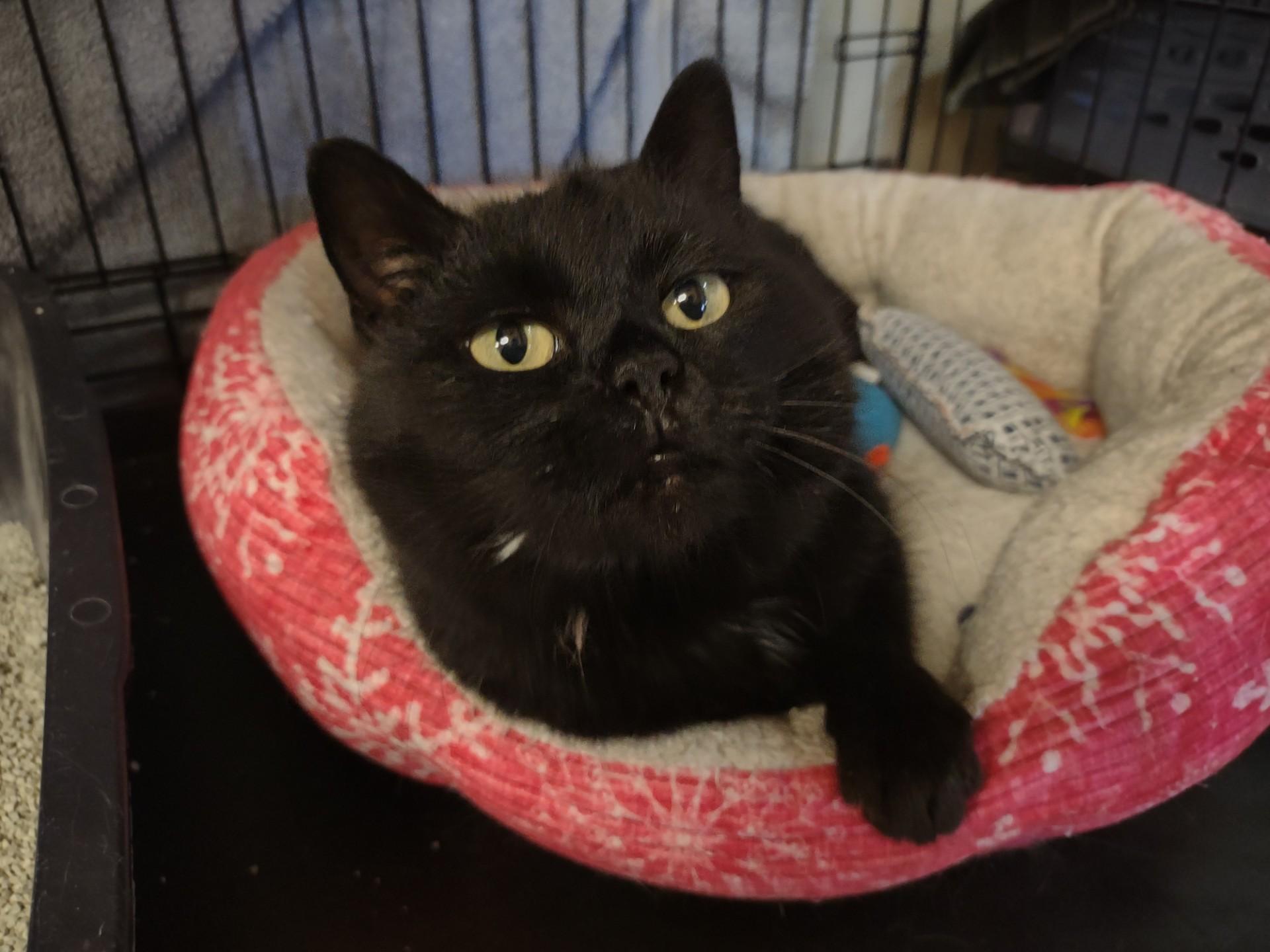 Bonita, ADOPTABLE, Adult Female Bombay & Domestic Short Hair.