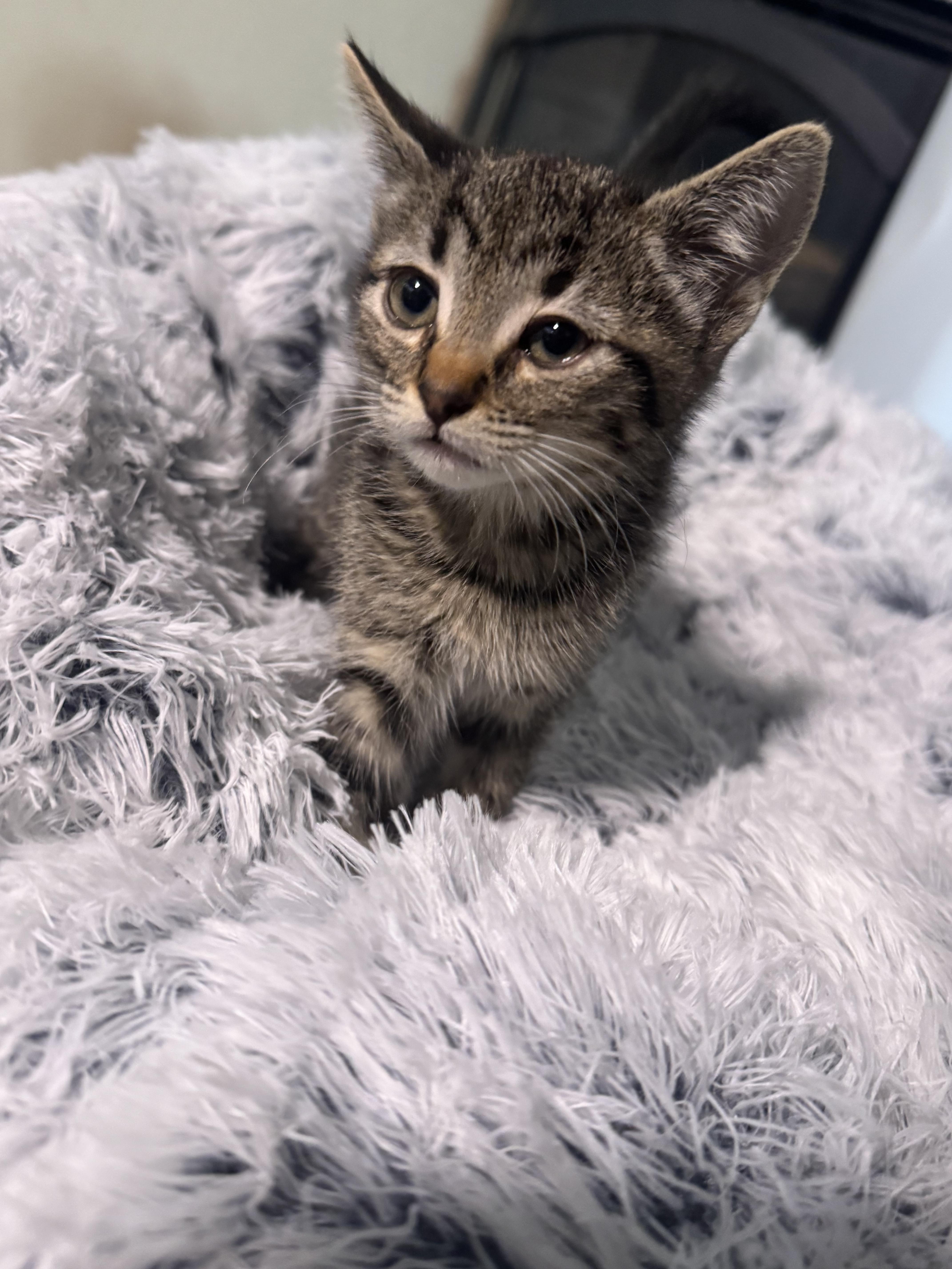 Enlarge Rumi, a Adoptable Tabby in Lodi, CA image 3/4