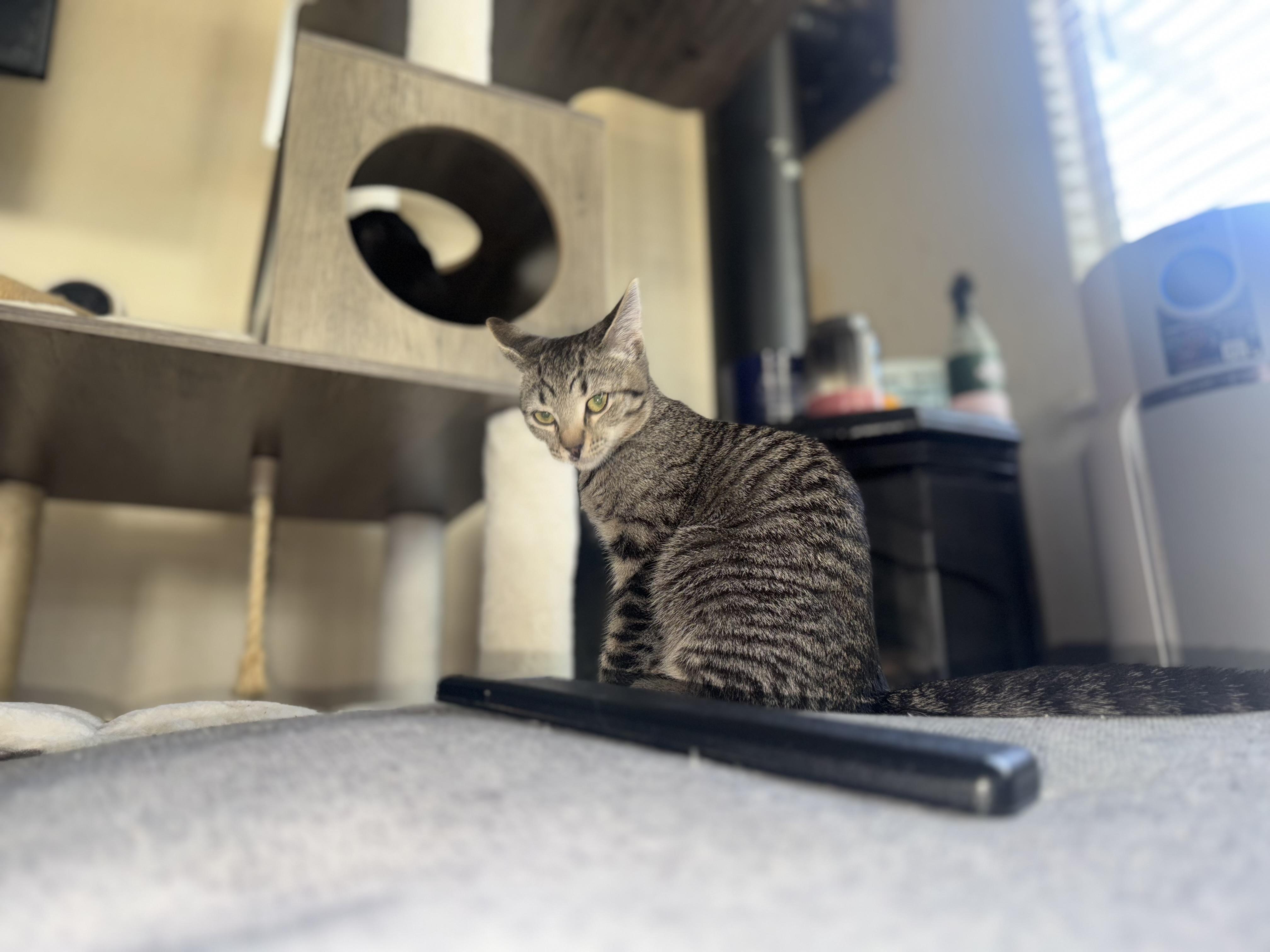 Rumi, Adoptable, Kitten Female Tabby.