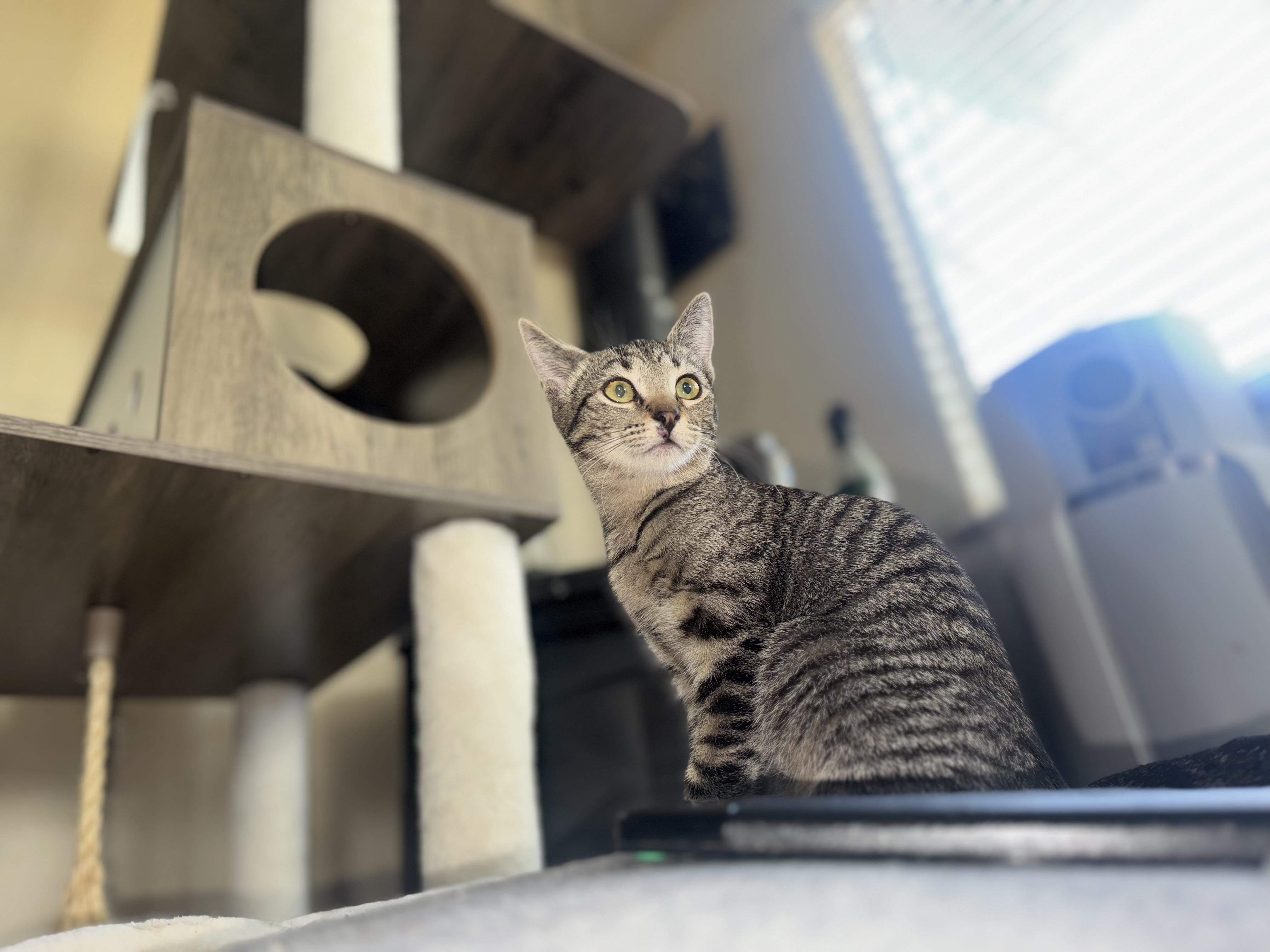 Enlarge Rumi, a Adoptable Tabby in Lodi, CA image 2/4