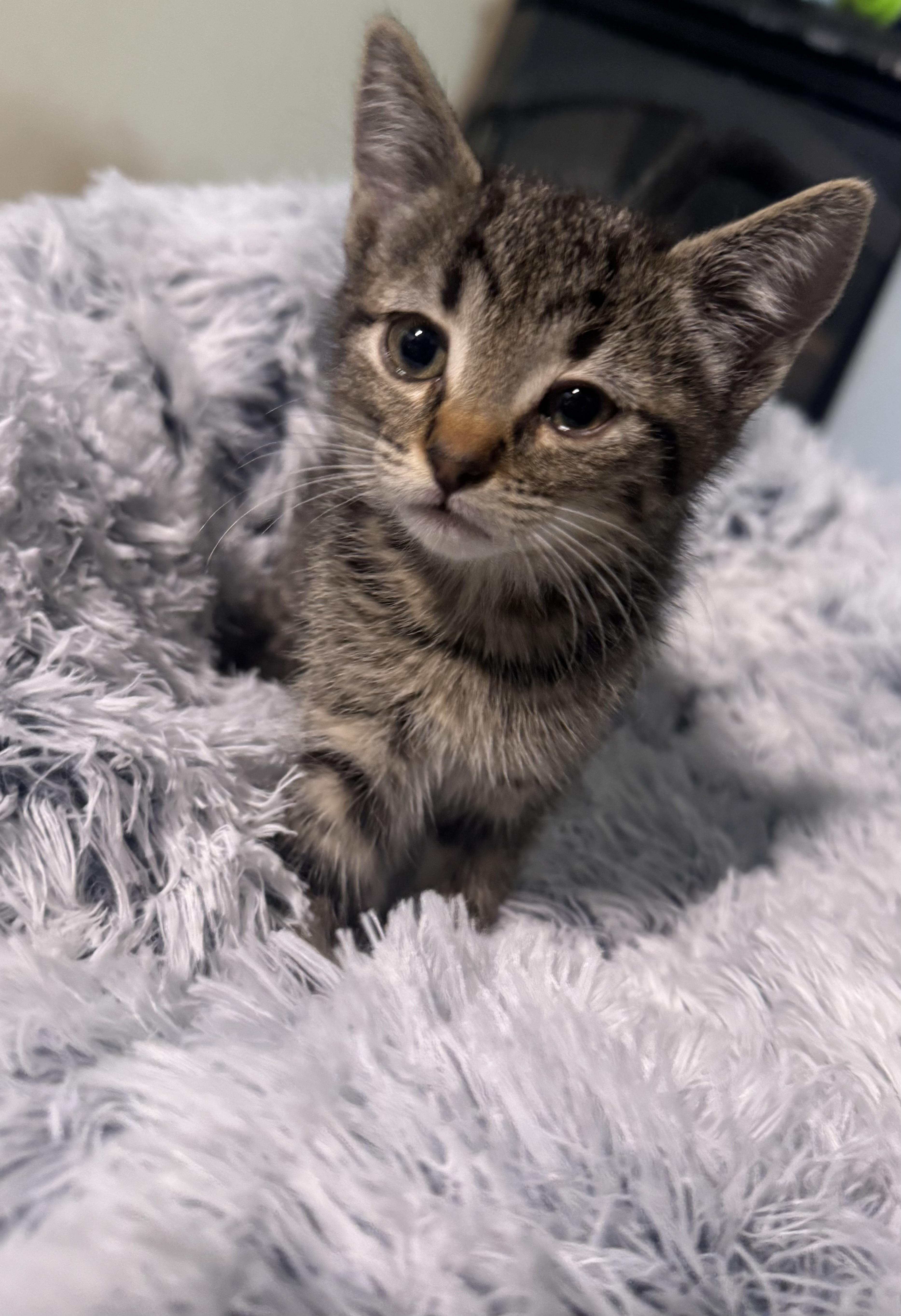 Enlarge Rumi, a Adoptable Tabby in Lodi, CA image 4/4