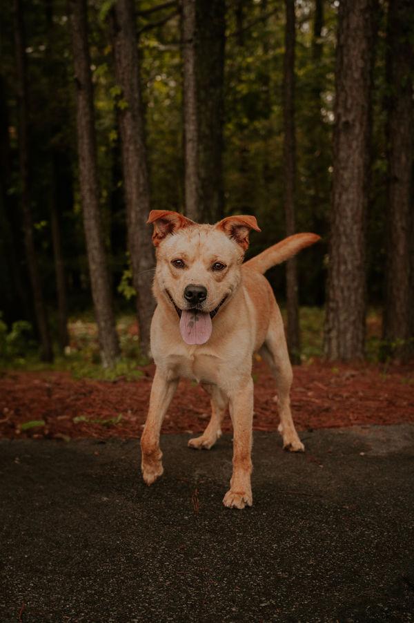 Enlarge 25-02-0484 Tator Tot, a Adoptable mixed breed in Dallas, GA image 2/6