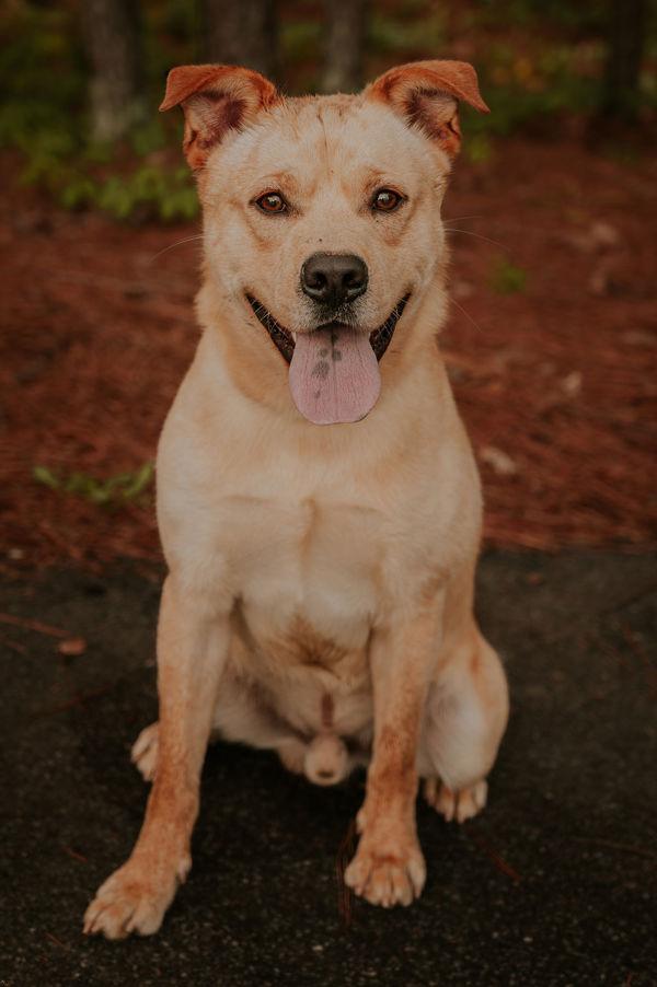 Enlarge 25-02-0484 Tator Tot, a Adoptable mixed breed in Dallas, GA image 3/6