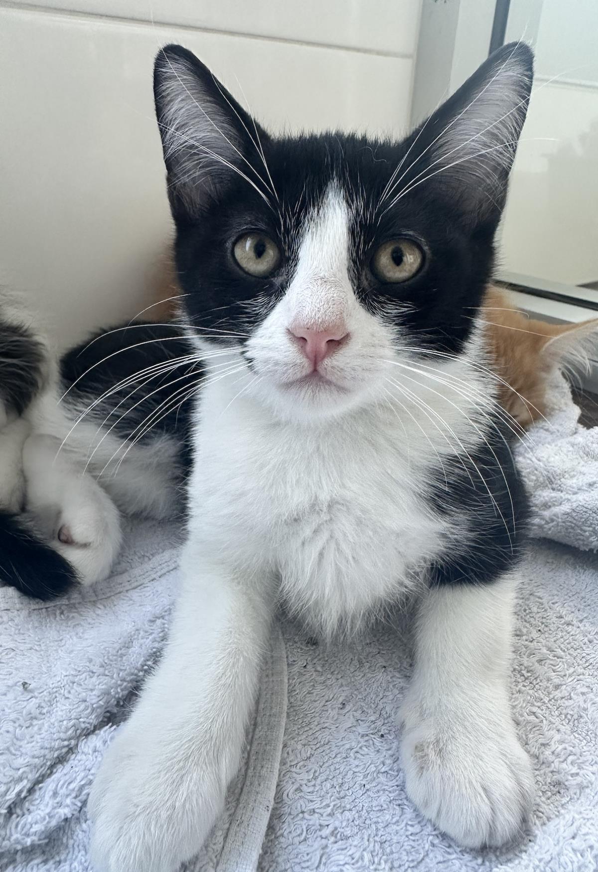 Baccarat, Adoptable, Kitten Male Domestic Short Hair.