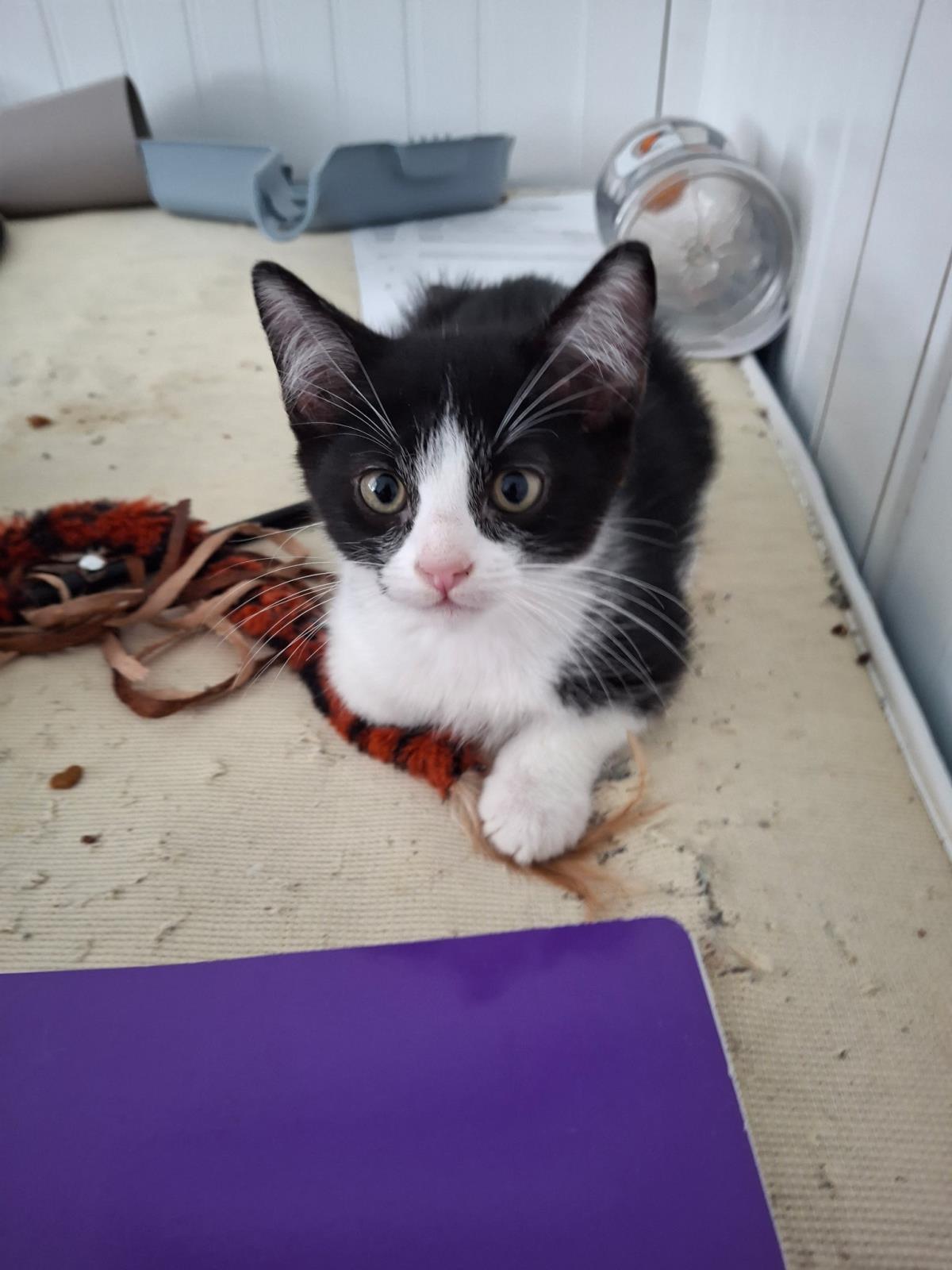 Baccarat, a Adoptable Domestic Short Hair in La Jolla, CA image 2/3