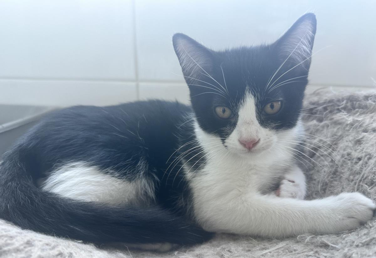 Baccarat, a Adoptable Domestic Short Hair in La Jolla, CA image 3/3