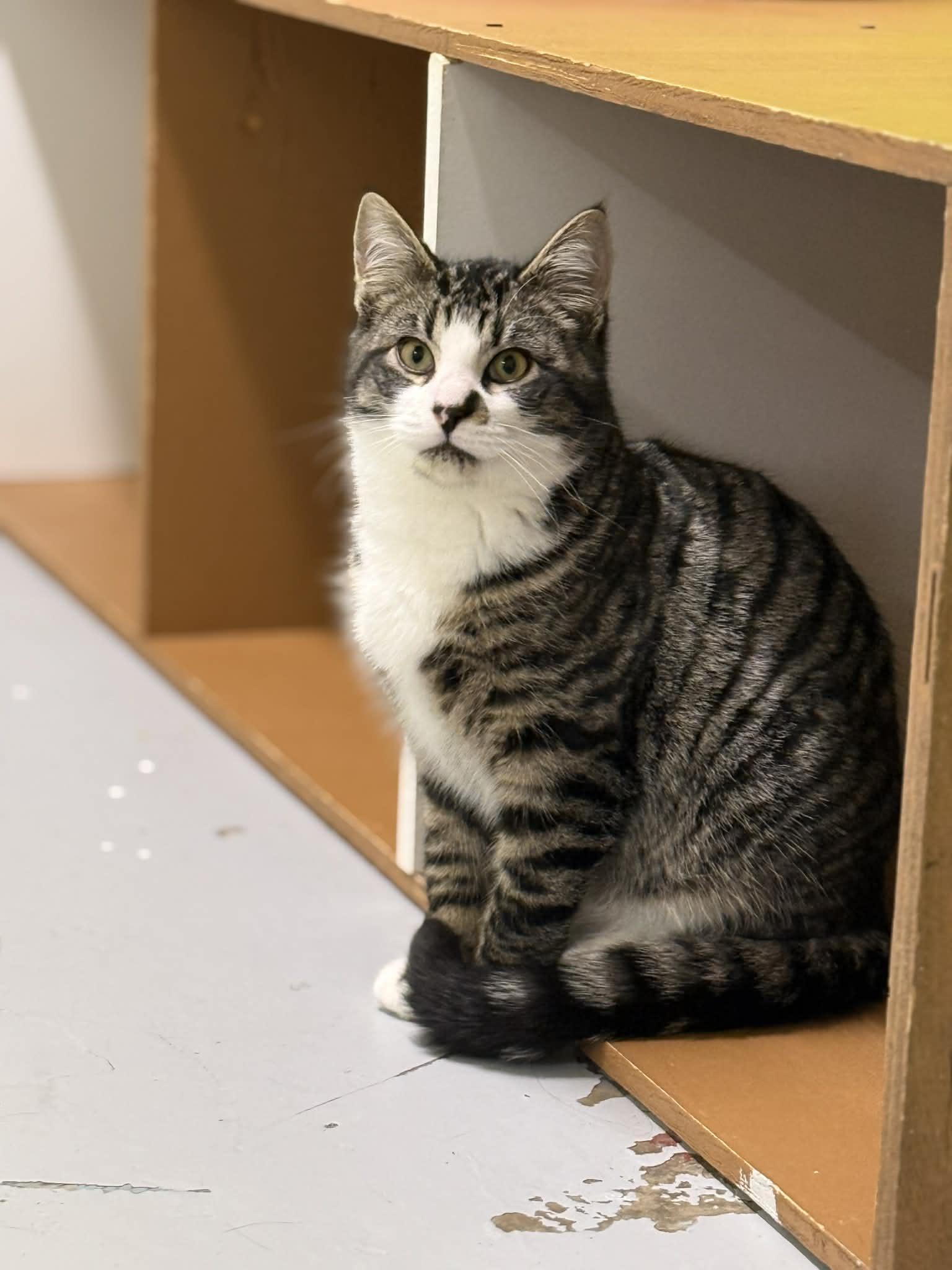 Barnaby, ADOPTABLE, Young Male Domestic Short Hair.