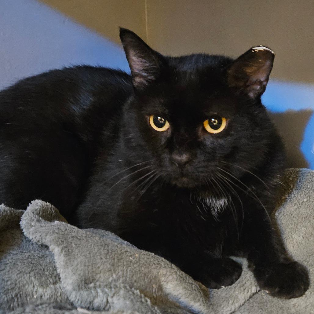 Hamilton, Adoptable, Adult Male Domestic Short Hair.