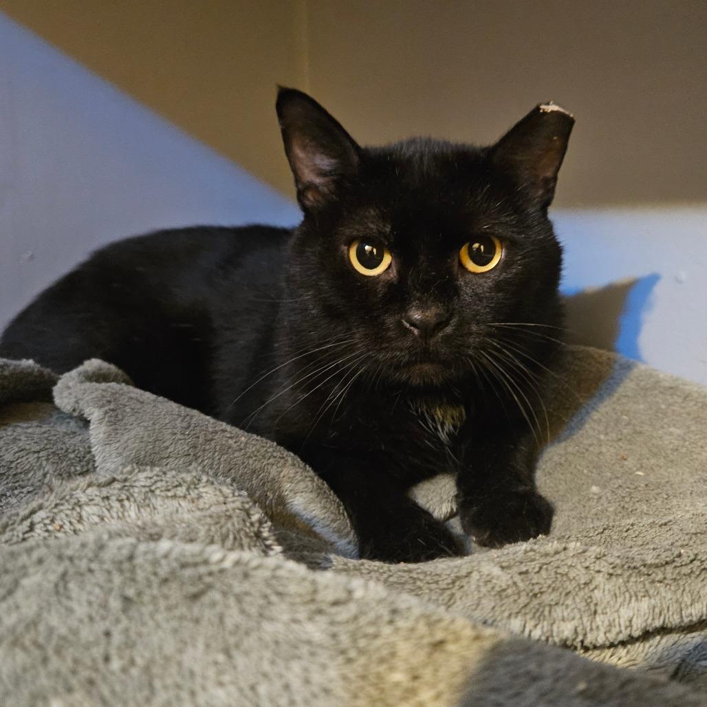 Hamilton, a Adoptable Domestic Short Hair in Ringtown, PA image 2/3