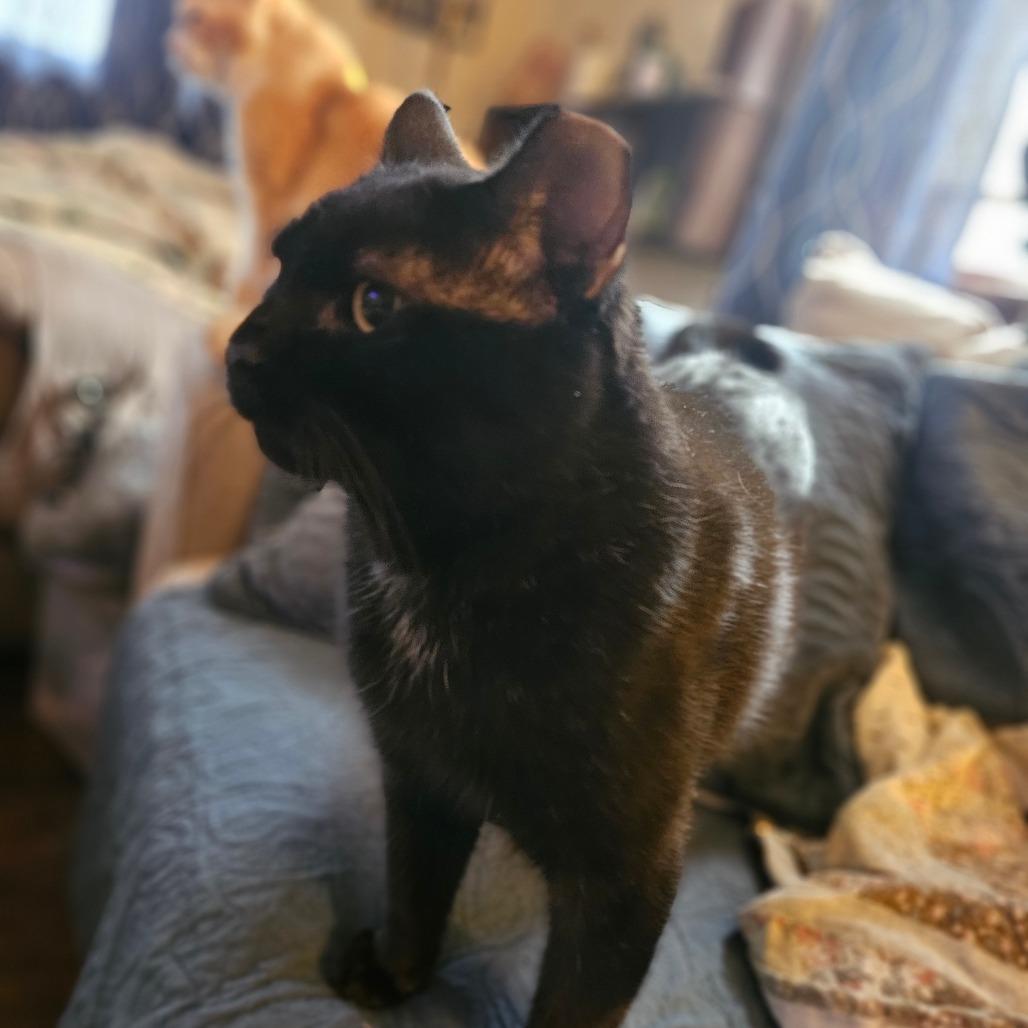 Hamilton, a Adoptable Domestic Short Hair in Ringtown, PA image 3/3