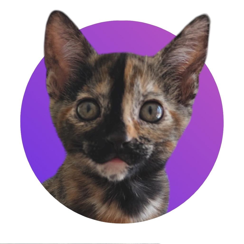 Marble, a Adoptable Domestic Short Hair in Pacific Grove, CA image 3/6