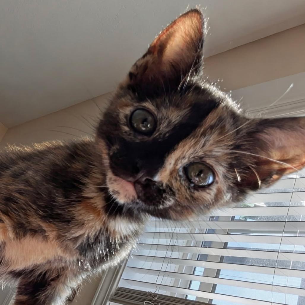 Marble, a Adoptable Domestic Short Hair in Pacific Grove, CA image 5/6
