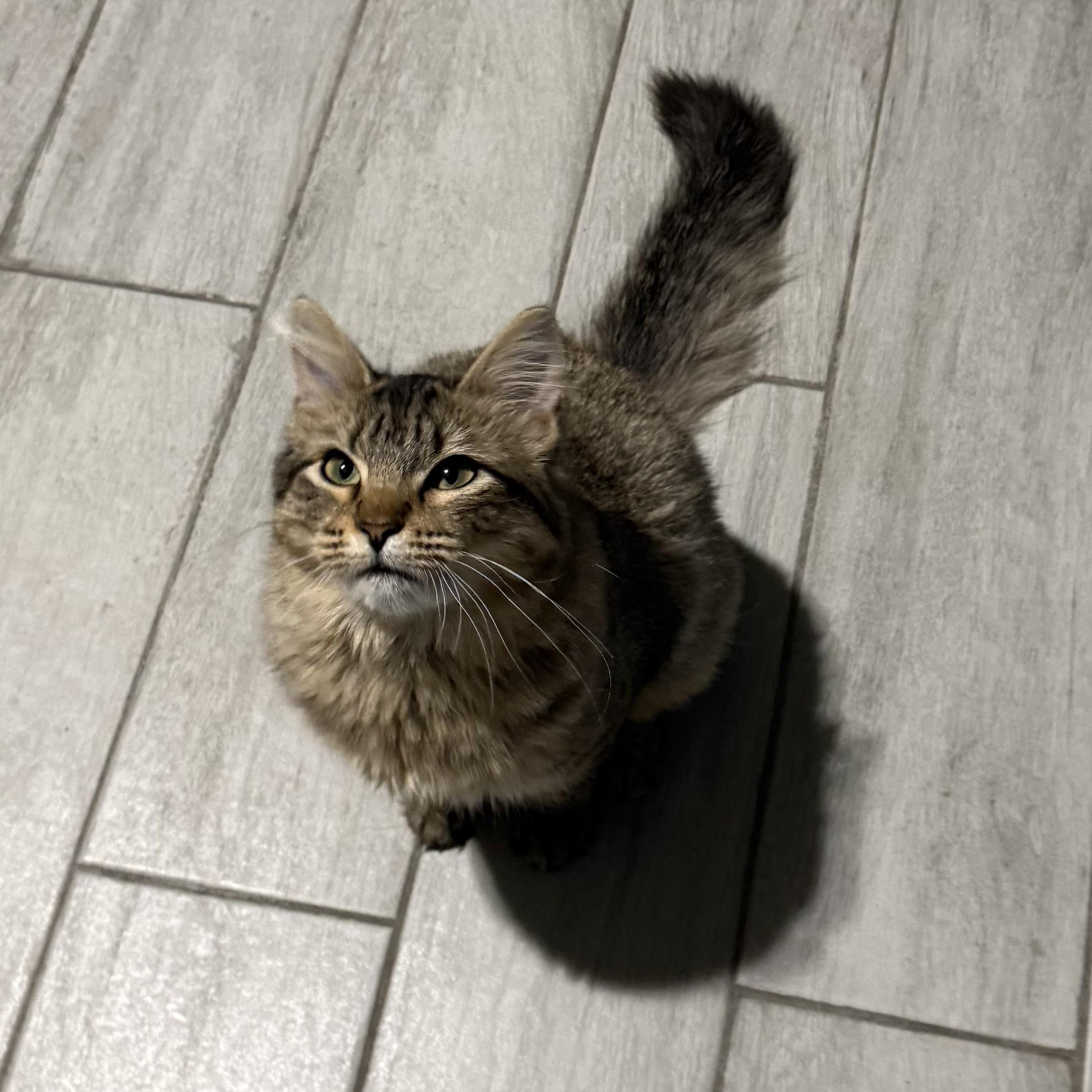 Enlarge Junia (Big and Poufy), a Adoptable Tabby in Allen, TX image 2/6