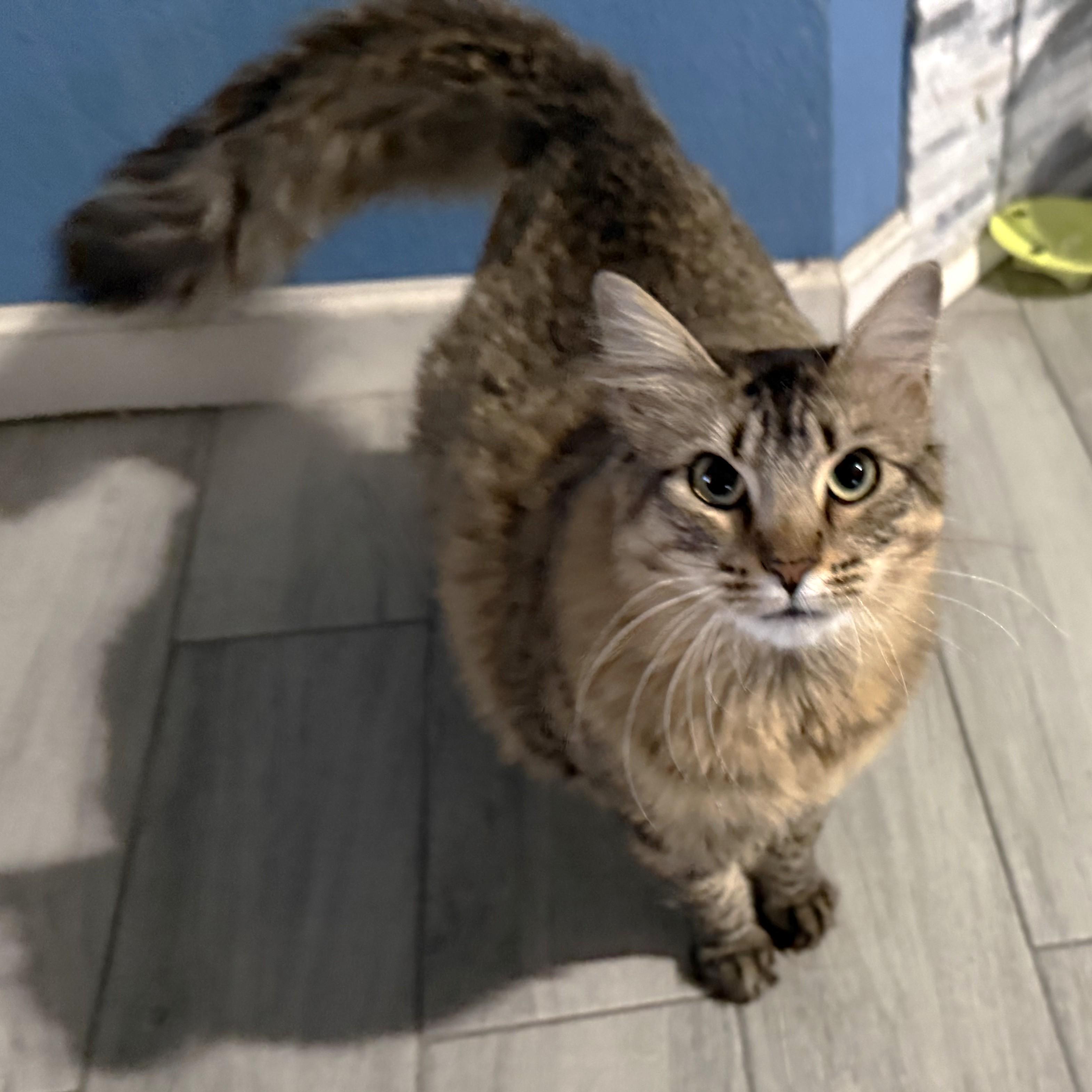 Junia (Big and Poufy), Adoptable, Young Female Tabby.