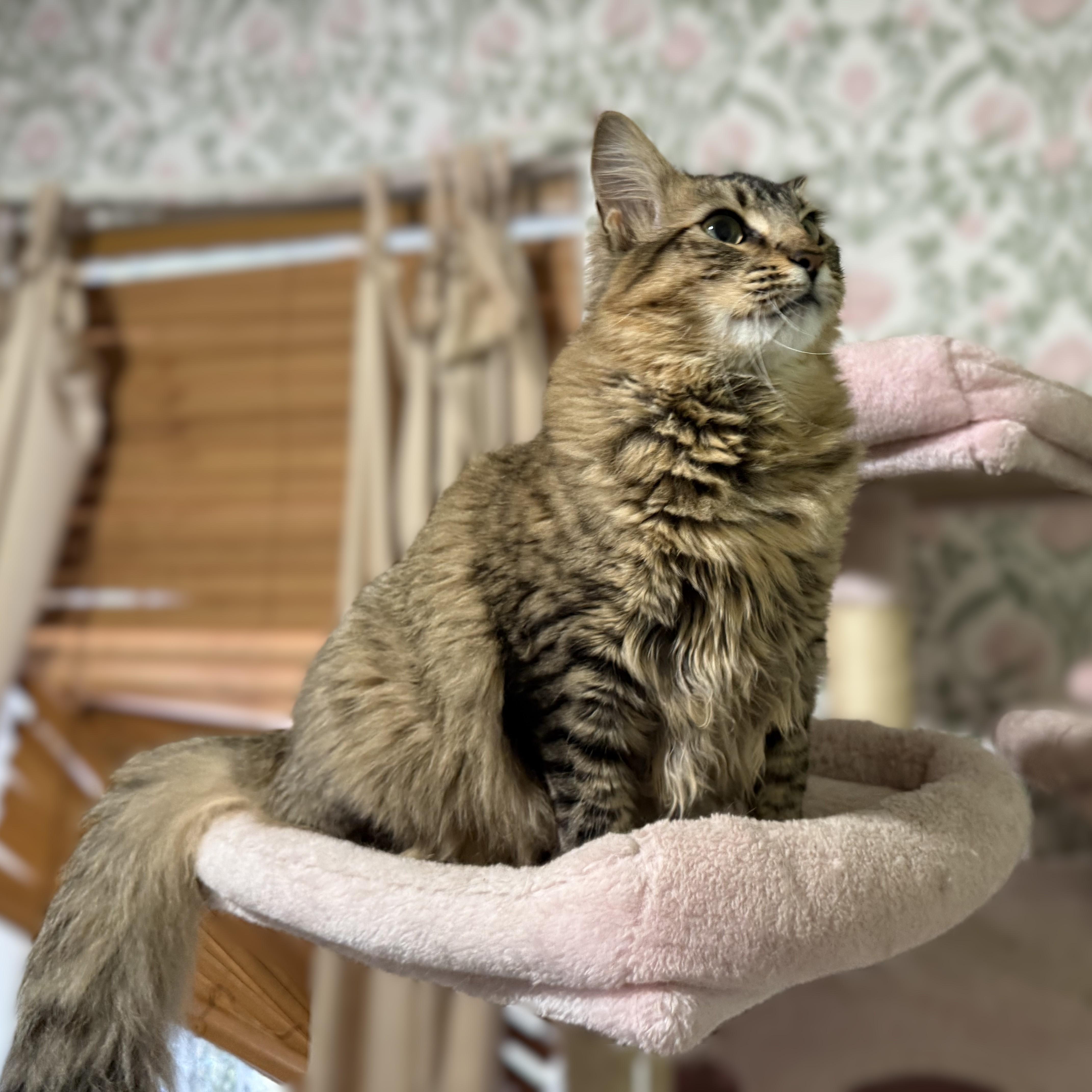 Enlarge Junia (Big and Poufy), a Adoptable Tabby in Allen, TX image 5/6