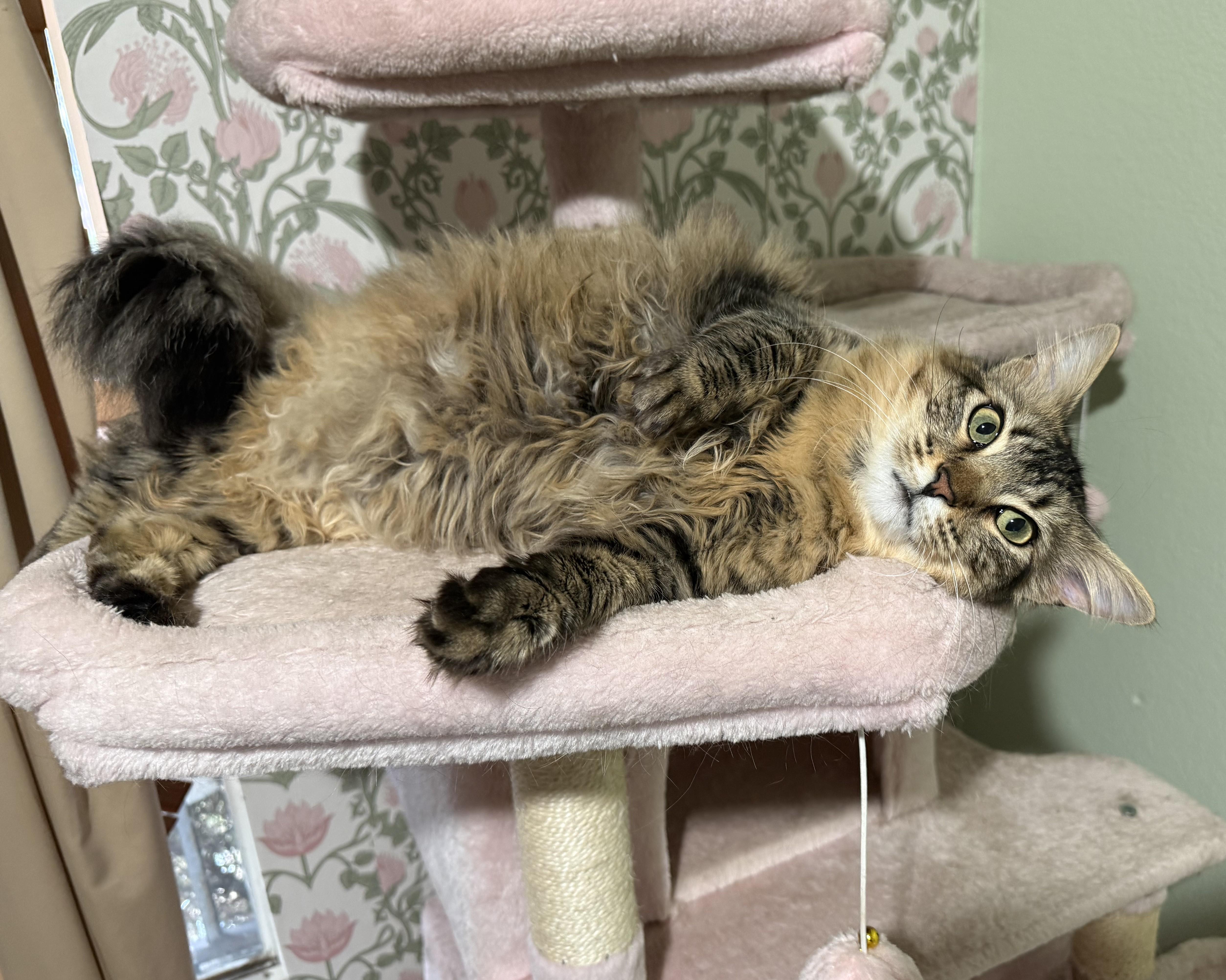 Enlarge Junia (Big and Poufy), a Adoptable Tabby in Allen, TX image 4/6