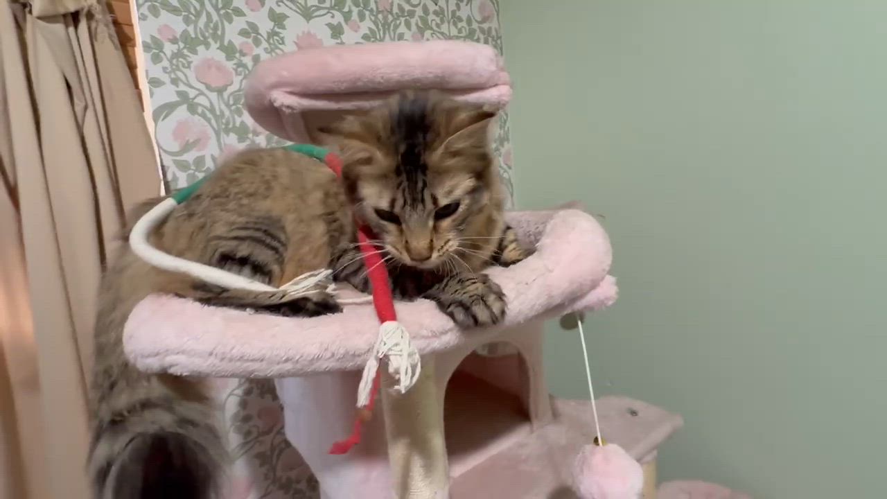 Enlarge Junia (Big and Poufy), a Adoptable Tabby in Allen, TX video 6/6