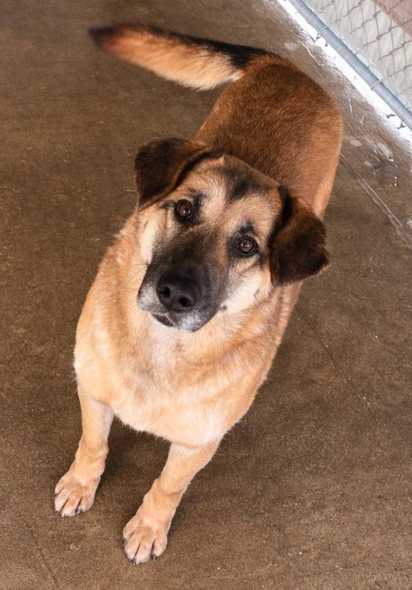 Emily, Adoptable, Adult Female German Shepherd Dog.