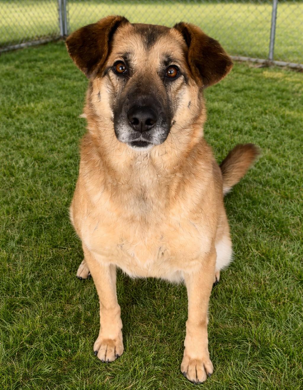 Enlarge Emily, a Adoptable German Shepherd Dog in Sistersville, WV image 2/3