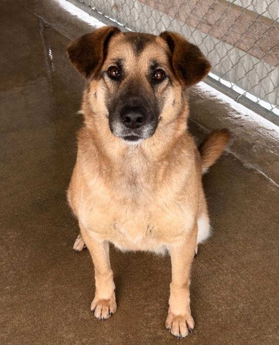 Enlarge Emily, a Adoptable German Shepherd Dog in Sistersville, WV image 3/3