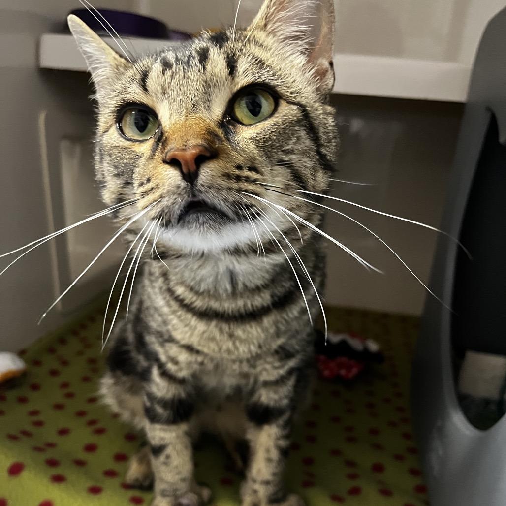 Tommy Two Thumbs, Adoptable, Adult Male Domestic Short Hair.