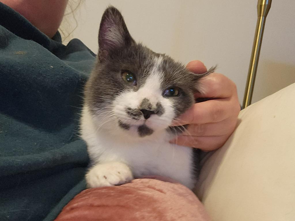 Olive aka Squeakers, Adoptable, Young Female Domestic Short Hair.